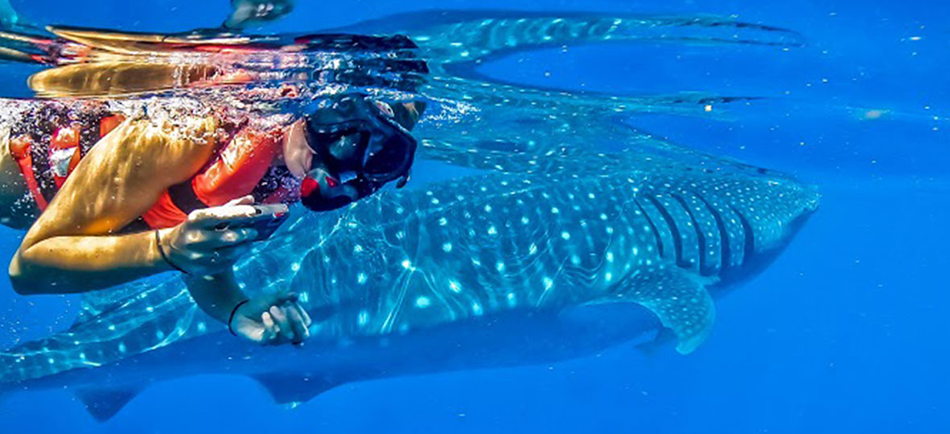 Vive Cancún y experimenta, el nadar con tiburones.